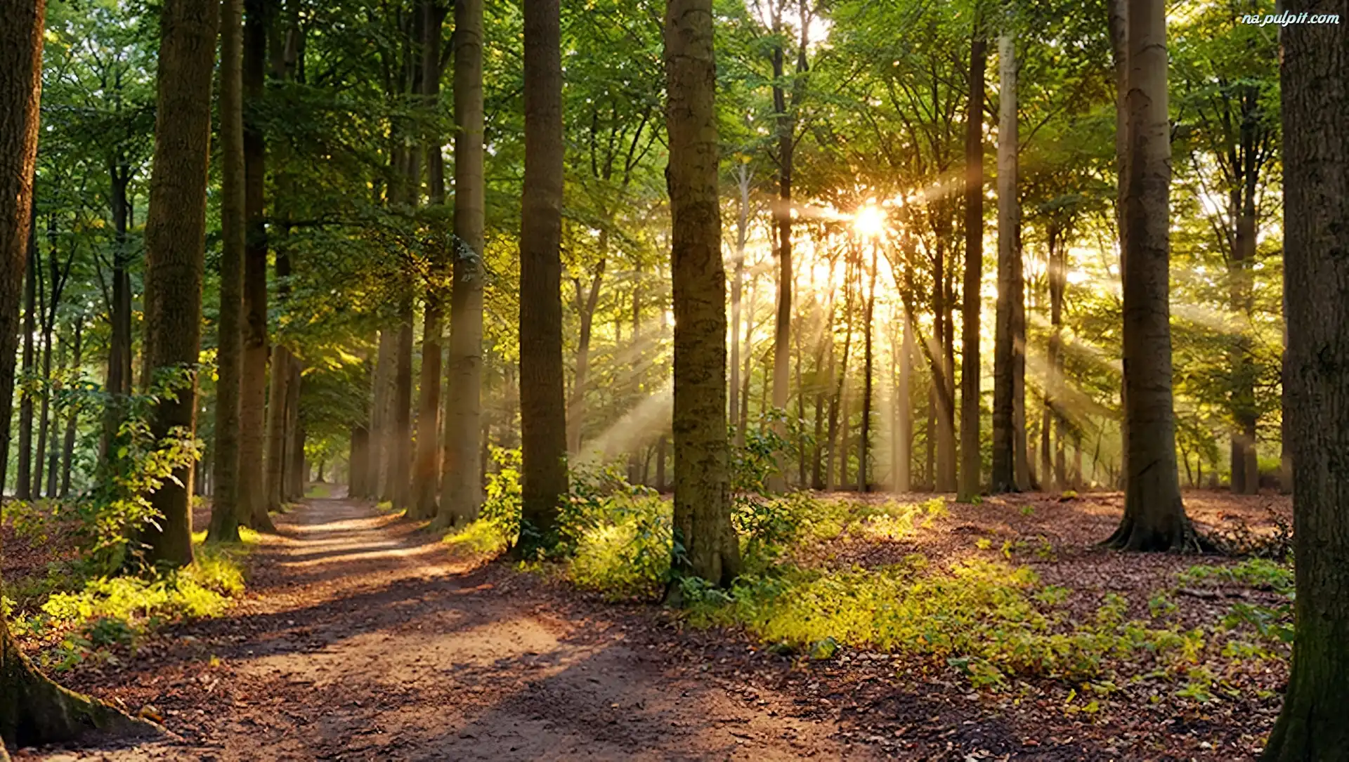 Las Kaszuby Na Pulpit